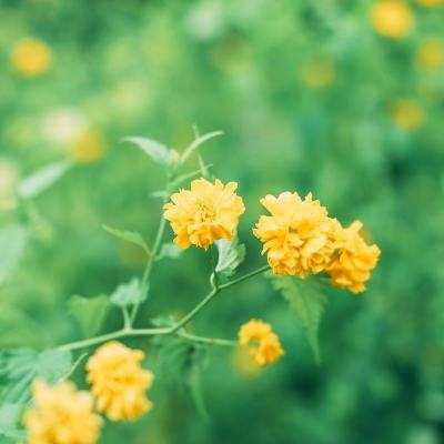 阴阳师百闻牌渠道版下载